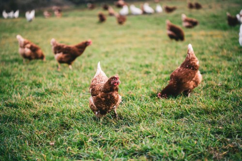 Influenza aviaire : renforcement des mesures de surveillance